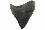 Fossil Megalodon Tooth - South Carolina #333600-1